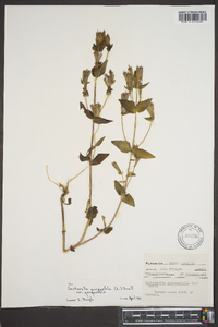 Gentianella quinquefolia image