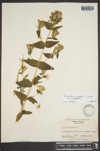 Gentianella quinquefolia image