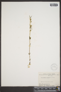 Lomatogonium rotatum image