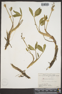 Menyanthes trifoliata image