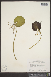 Nymphoides cordata image