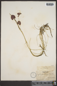 Nymphoides cordata image