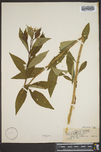 Amsonia tabernaemontana image