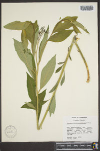 Amsonia tabernaemontana image