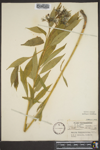 Amsonia tabernaemontana image