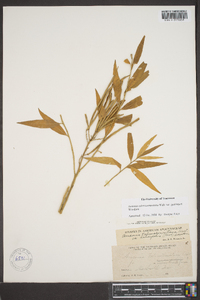 Amsonia tabernaemontana image