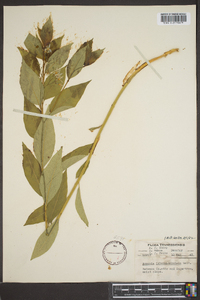 Amsonia tabernaemontana image