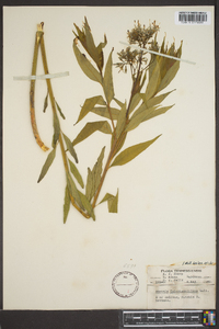 Amsonia tabernaemontana image