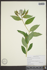 Amsonia tabernaemontana image