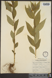 Amsonia tabernaemontana image