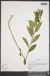 Amsonia tabernaemontana image