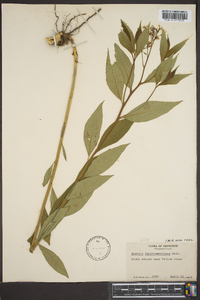 Amsonia tabernaemontana image