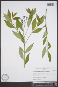 Amsonia tabernaemontana image