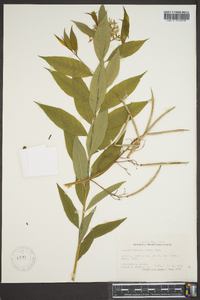 Amsonia tabernaemontana image