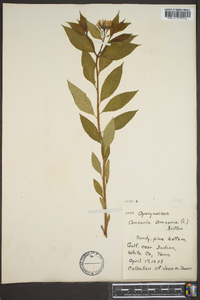 Amsonia tabernaemontana image