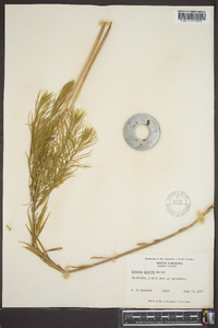 Amsonia ciliata image