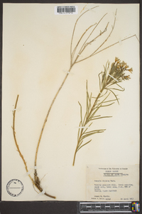 Amsonia ciliata image