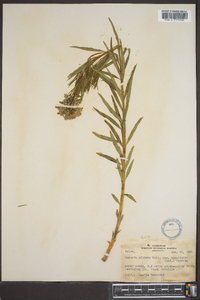 Amsonia ciliata image