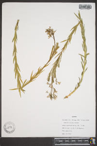 Amsonia ciliata image