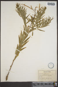 Amsonia ciliata image