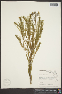 Amsonia ciliata image