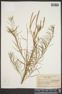 Amsonia ciliata image