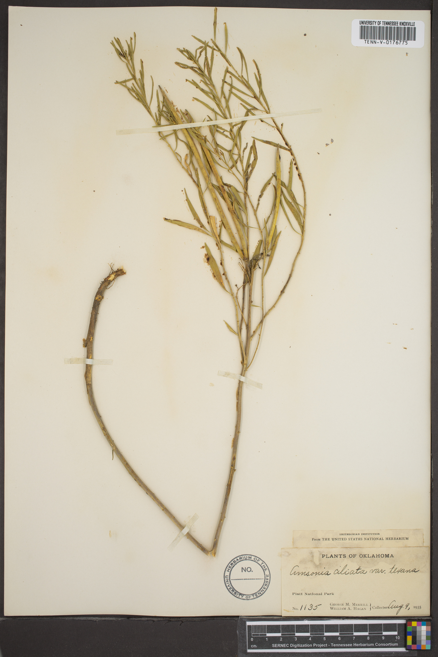 Amsonia ciliata var. texana image