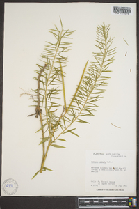 Amsonia ciliata image