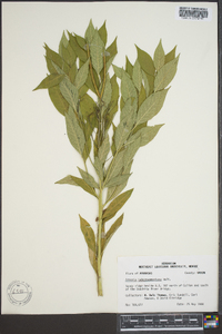 Amsonia tabernaemontana image