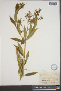 Amsonia tabernaemontana image