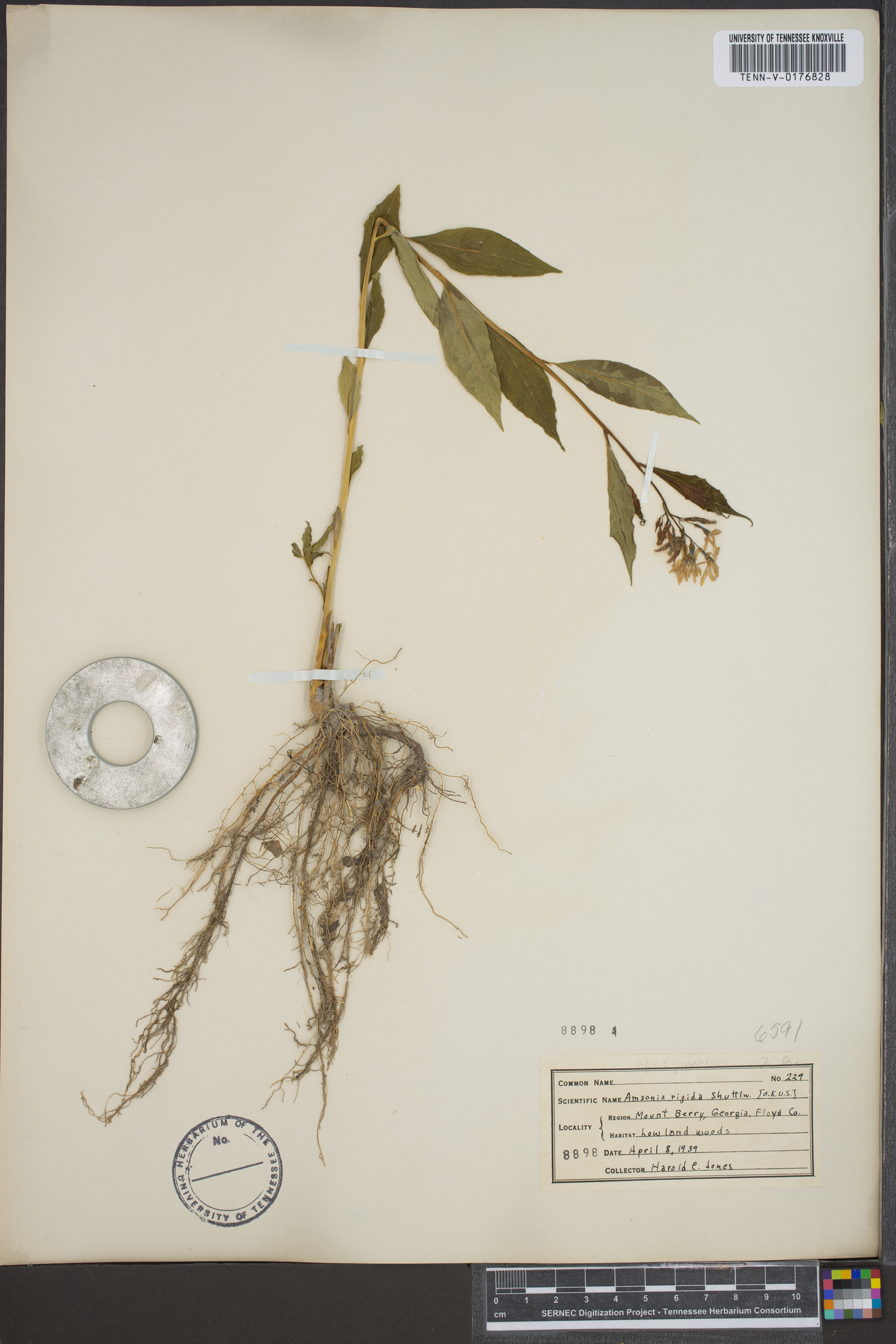 Amsonia rigida image