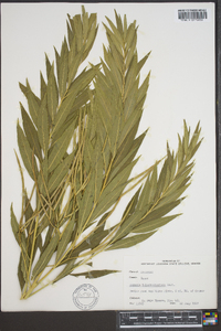 Amsonia tabernaemontana image