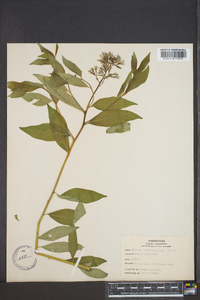 Amsonia tabernaemontana image