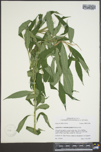 Amsonia tabernaemontana image