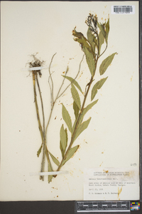 Amsonia tabernaemontana image