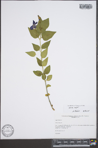 Vinca major image