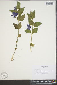 Vinca major image