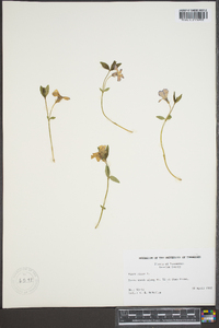 Vinca minor image