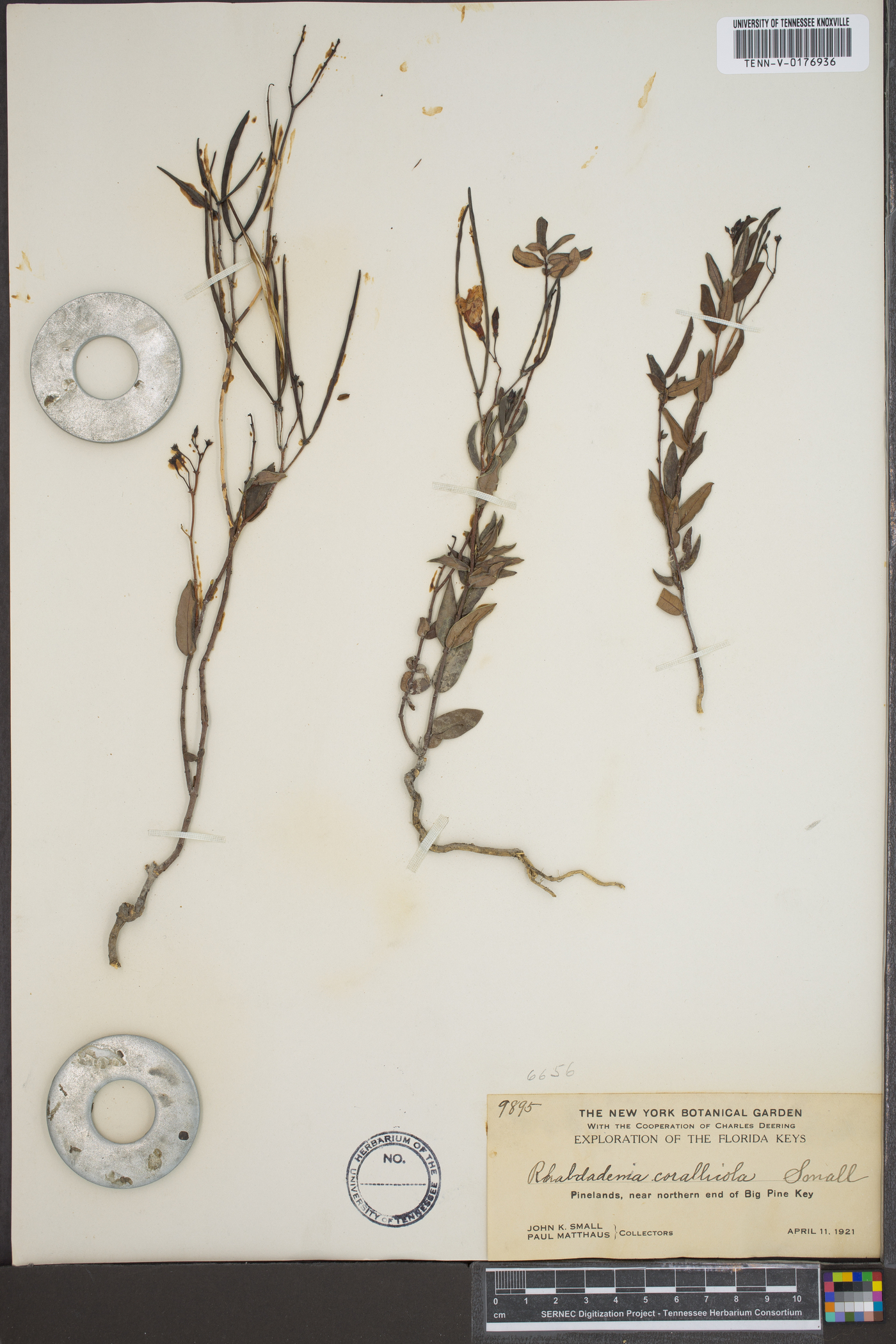 Rhabdadenia corallicola image