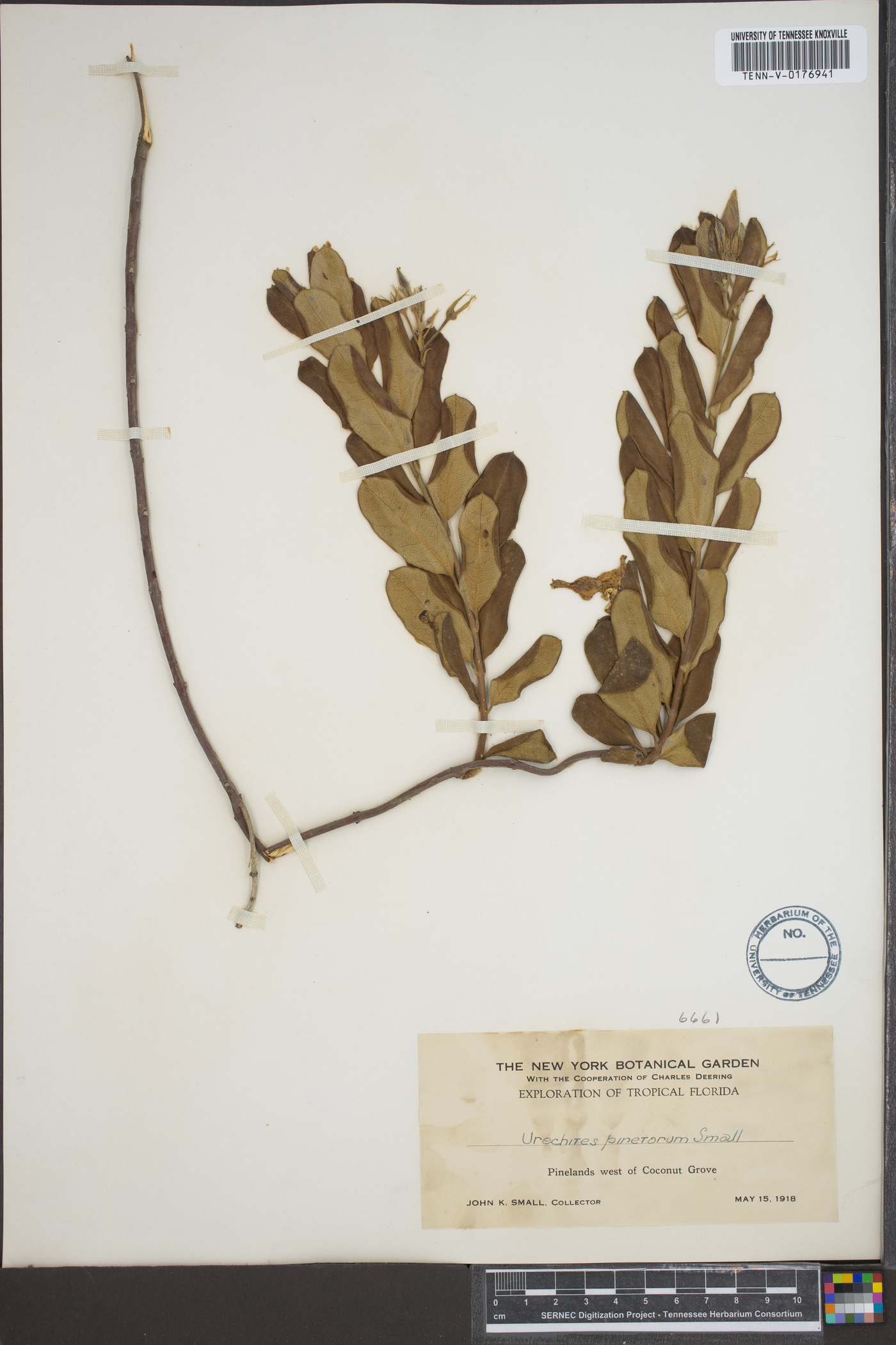Urechites pinetorum image