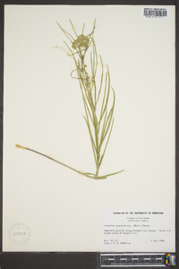 Acerates angustifolia image