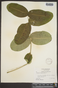 Asclepias amplexicaulis image