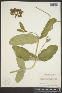 Asclepias amplexicaulis image