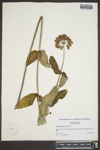 Asclepias amplexicaulis image