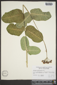 Asclepias amplexicaulis image