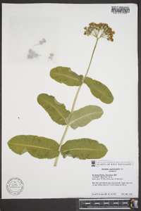 Asclepias amplexicaulis image