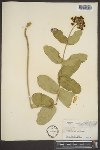 Asclepias amplexicaulis image