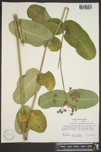 Asclepias amplexicaulis image