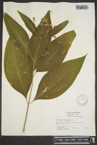 Asclepias exaltata image