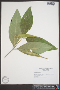 Asclepias exaltata image